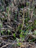 Microthlaspi perfoliatum