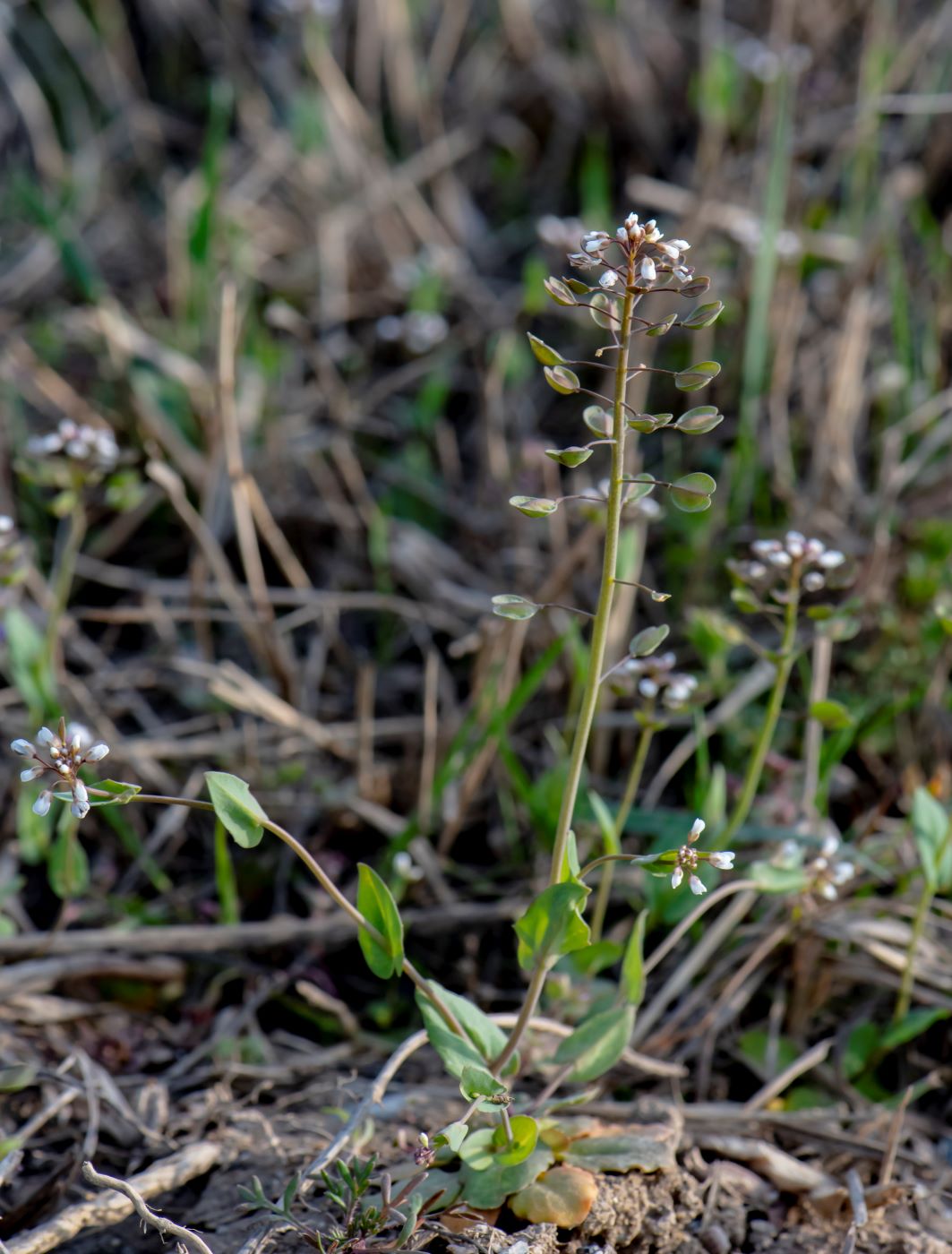 Image of Microthlaspi perfoliatum specimen.