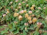 Trifolium bonannii