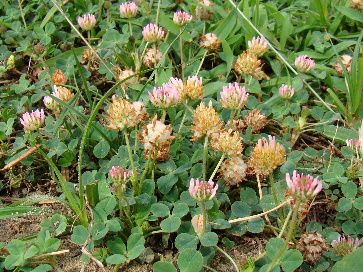 Image of Trifolium bonannii specimen.