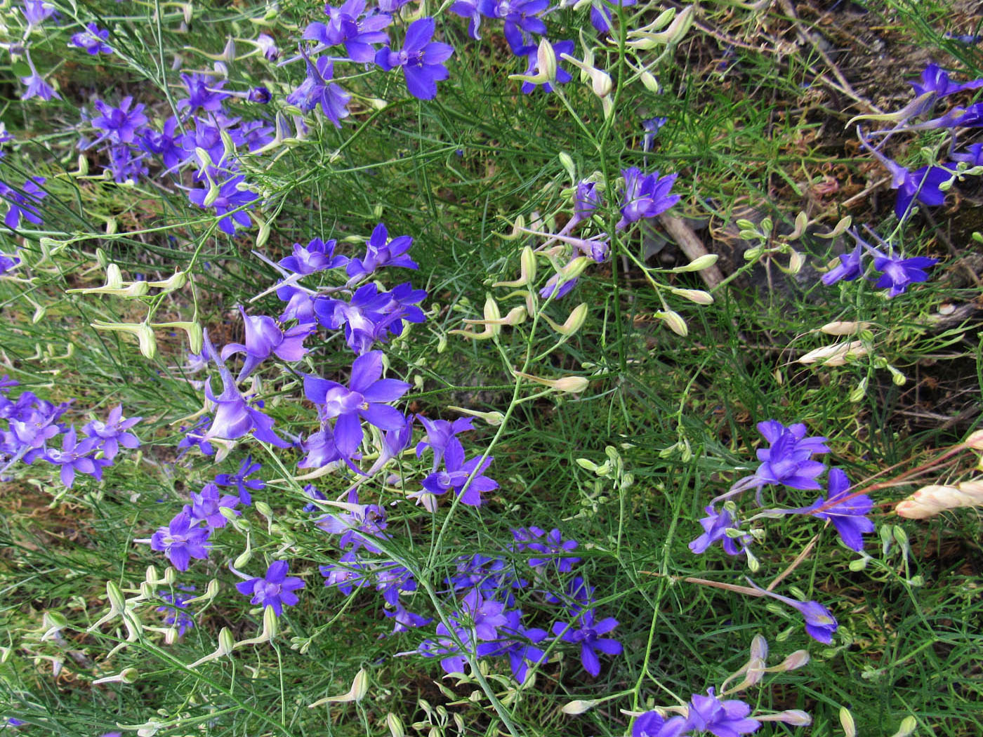 Image of Delphinium consolida specimen.