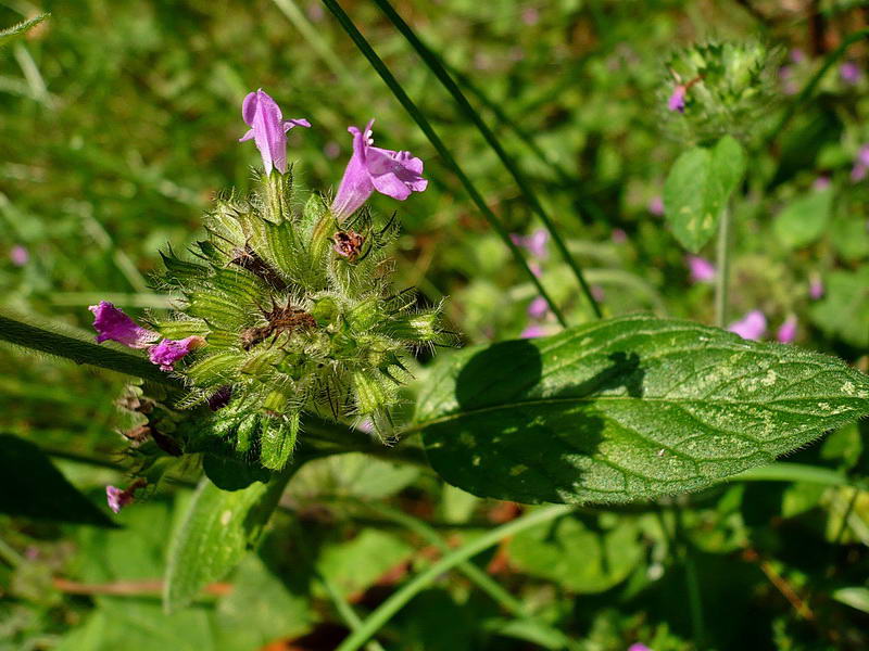 Image of Clinopodium vulgare specimen.