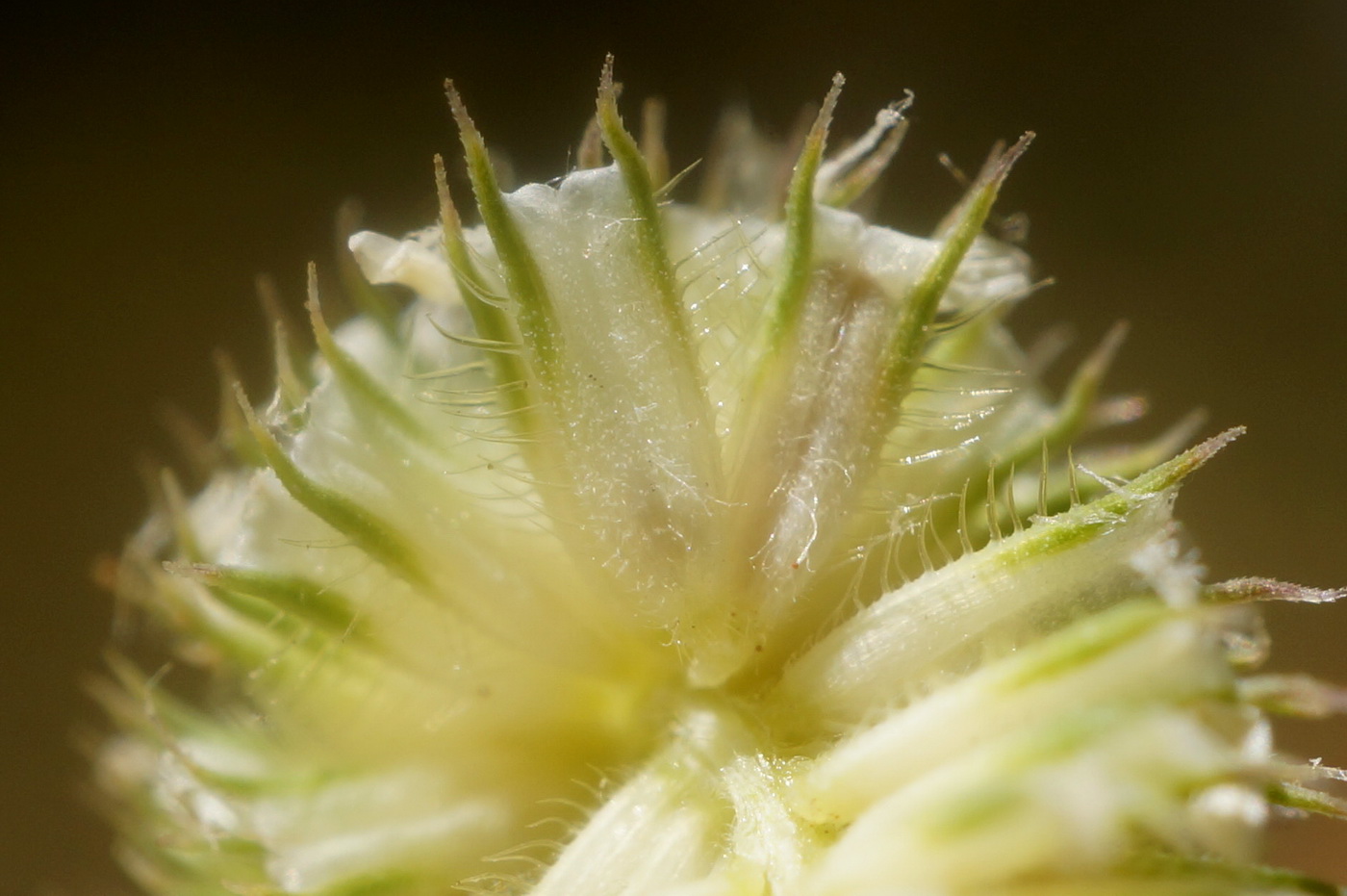 Image of Phleum nodosum specimen.