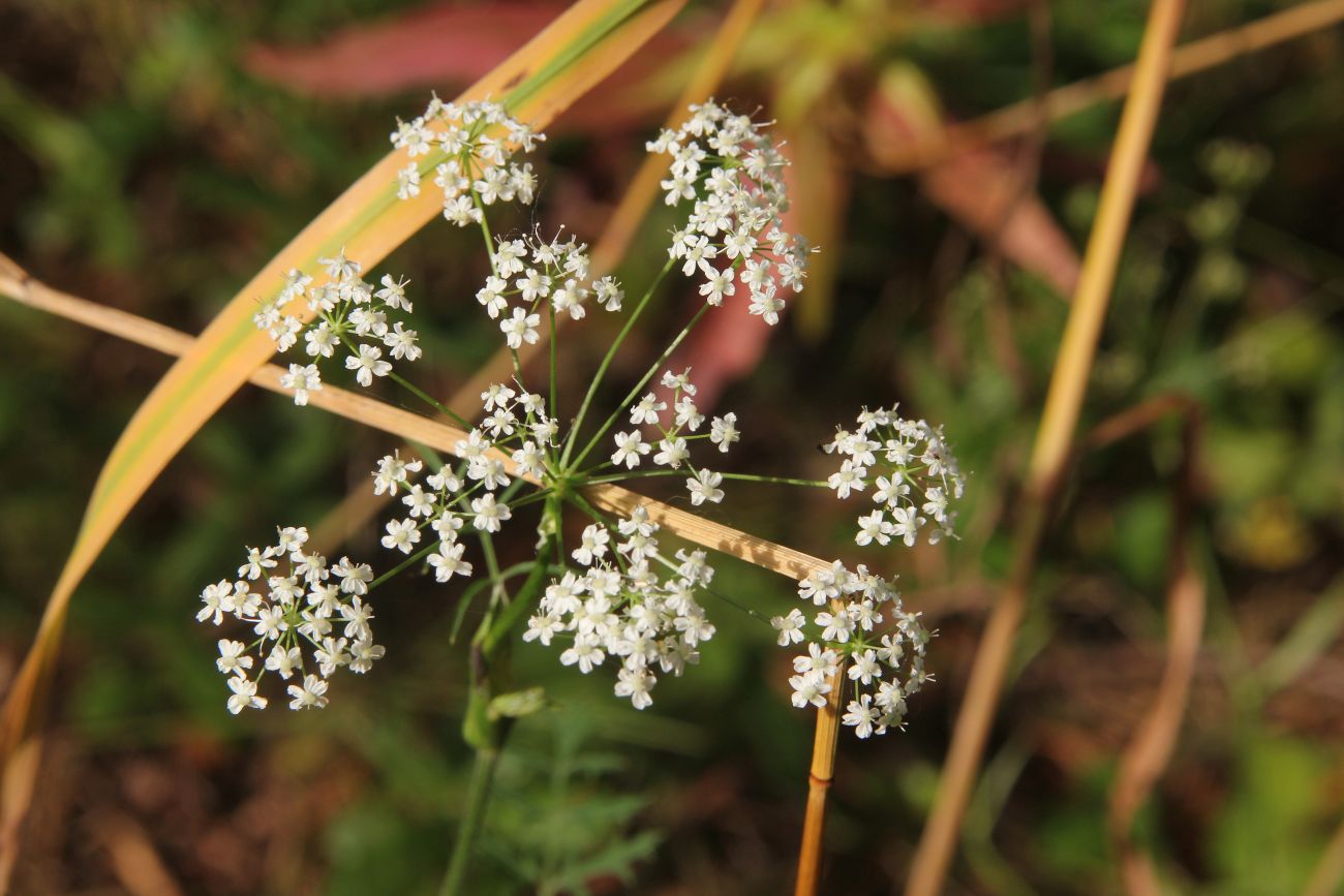 Изображение особи Pimpinella nigra.