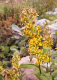 Solidago virgaurea подвид caucasica. Верхушка побега с соцветием. Адыгея, Кавказский биосферный заповедник, ур. Яворова Поляна, ≈ 1700 м н.у.м., в пересохшем русле сезонного ручья. 04.10.2015.