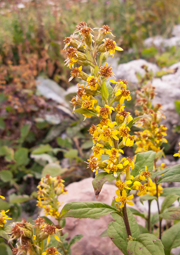 Image of Solidago virgaurea ssp. caucasica specimen.