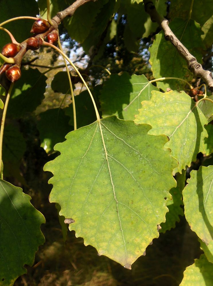 Image of Populus tremula specimen.