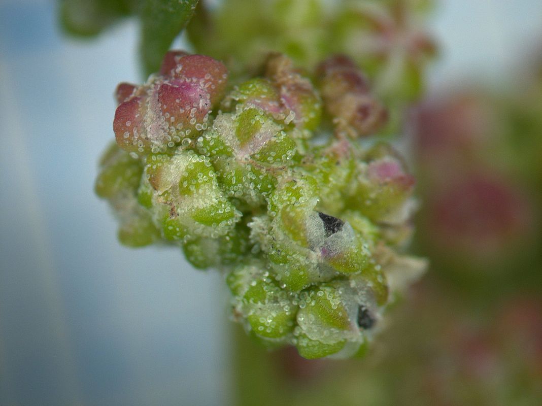 Изображение особи Chenopodium strictum.