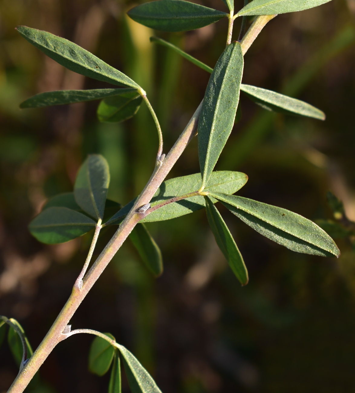 Image of Chamaecytisus ruthenicus specimen.