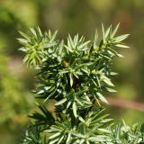 Juniperus communis. Веточка. Псковская обл., Гдовский р-н, окр. дер. Кленно, ур. Тарабарово; побережье Чудского оз., опушка зарослей кустарников между лесом и песчаной пустошью. 09.08.2020.