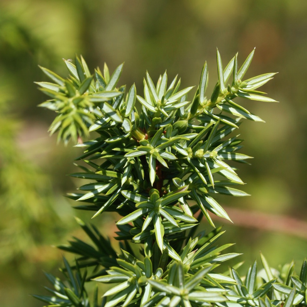 Изображение особи Juniperus communis.