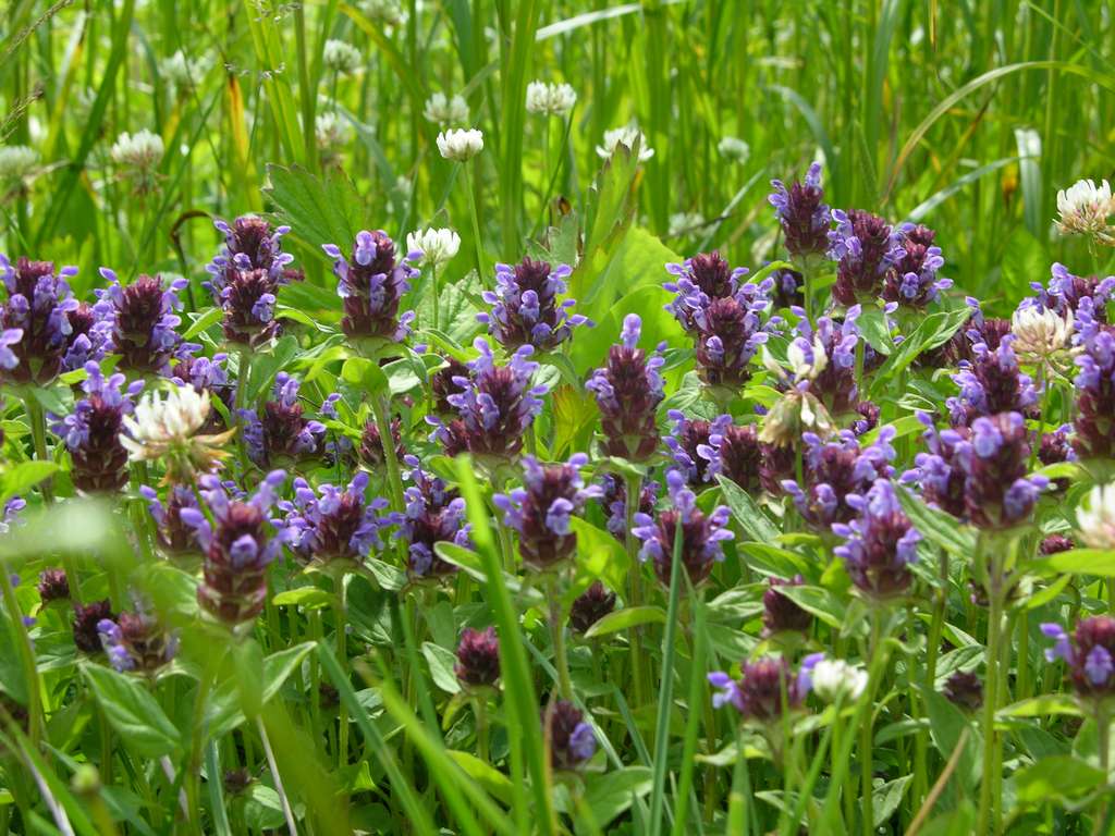 Image of Prunella japonica specimen.