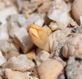 Lithops ruschiorum. Бутон. Намибия, регион Erongo, ок. 30 км к востоку от г. Свакопмунд, пустыня Намиб, национальный парк \"Dorob\", ок. 320 м н. у. м. 03.03.2020.