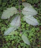 Sorbus intermedia