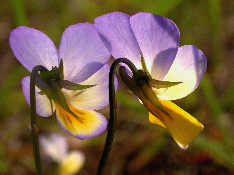 Image of Viola tricolor specimen.