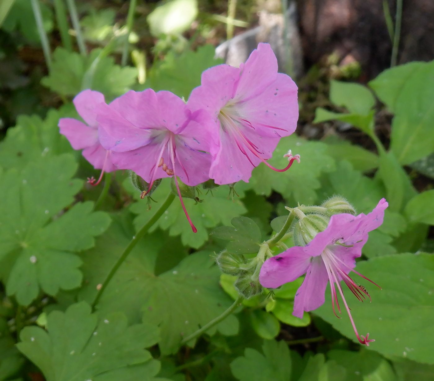 Изображение особи Geranium &times; cantabrigiense.