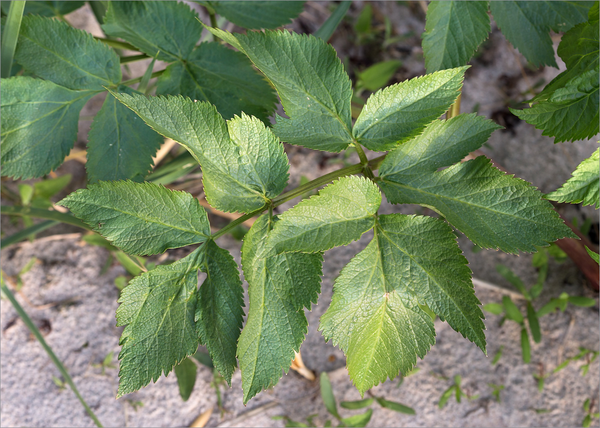 Изображение особи Archangelica litoralis.