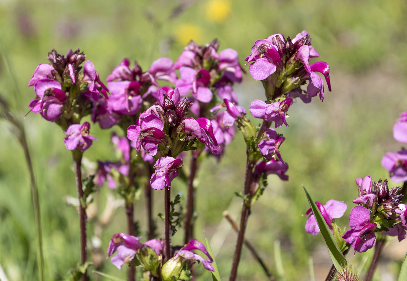 Image of Pedicularis nordmanniana specimen.