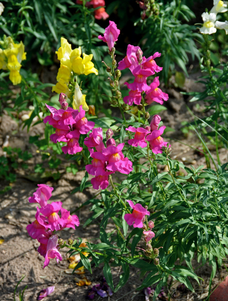 Image of Antirrhinum majus specimen.