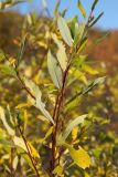 Salix phylicifolia. Побеги с листвой, принимающей осеннюю окраску. Мурманск, Горелая сопка, окр. оз. Чайка, опушка вытоптанного березняка близ берега. 24.09.2020.