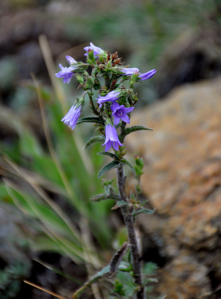 Изображение особи Campanula sibirica.
