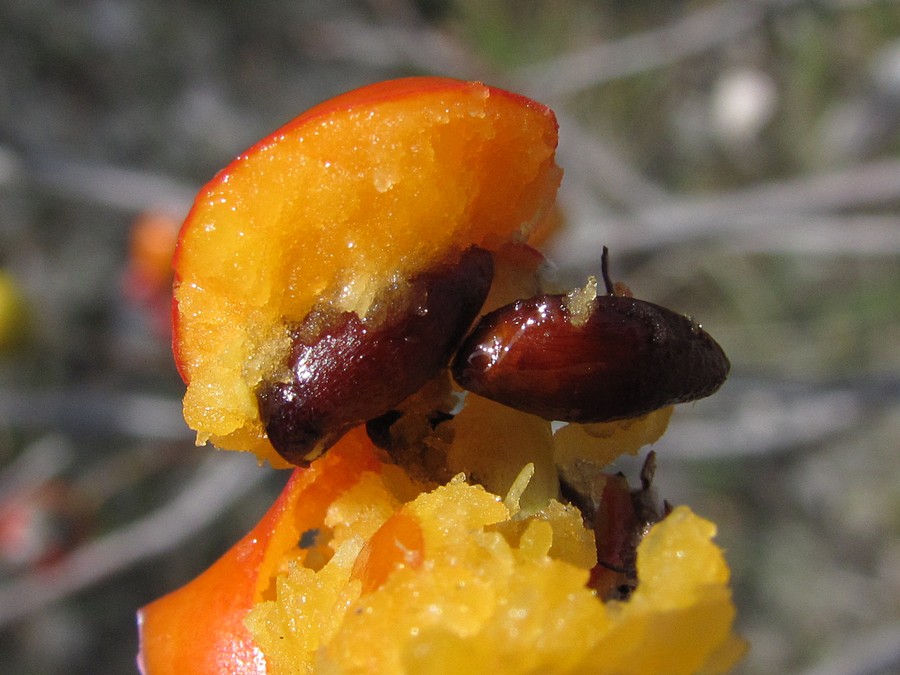 Image of Sorbus taurica specimen.