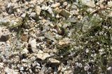Asperula lipskyana