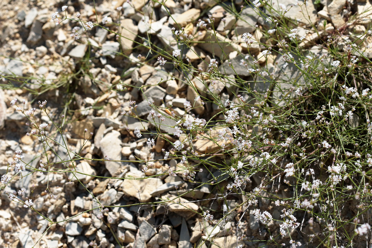 Image of Asperula lipskyana specimen.