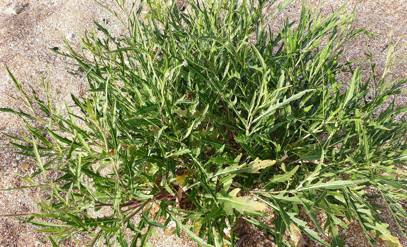 Image of Diplotaxis tenuifolia specimen.