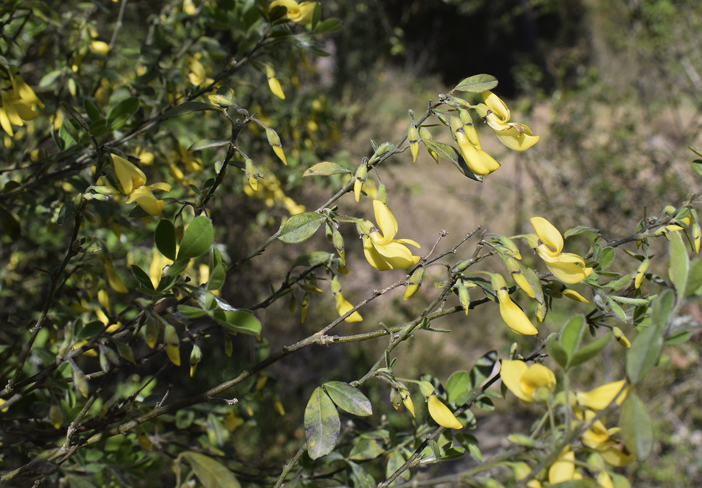 Изображение особи Cytisus villosus.