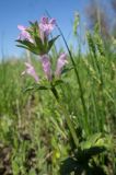 Lamium amplexicaule var. orientale