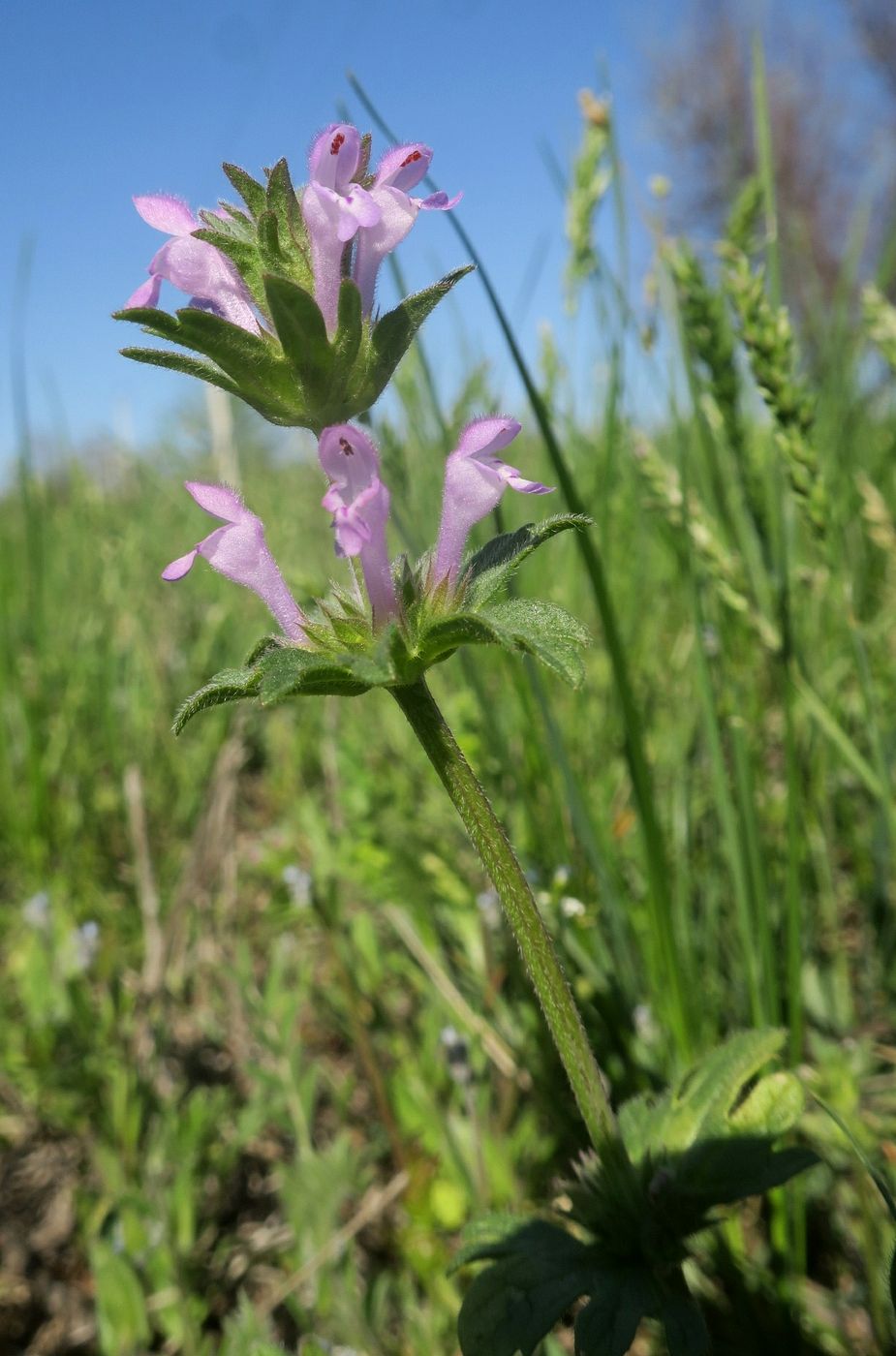 Изображение особи Lamium amplexicaule var. orientale.