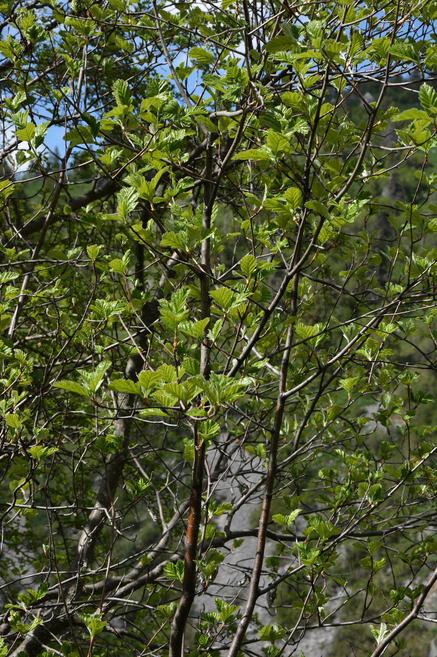Image of Sorbus persica specimen.