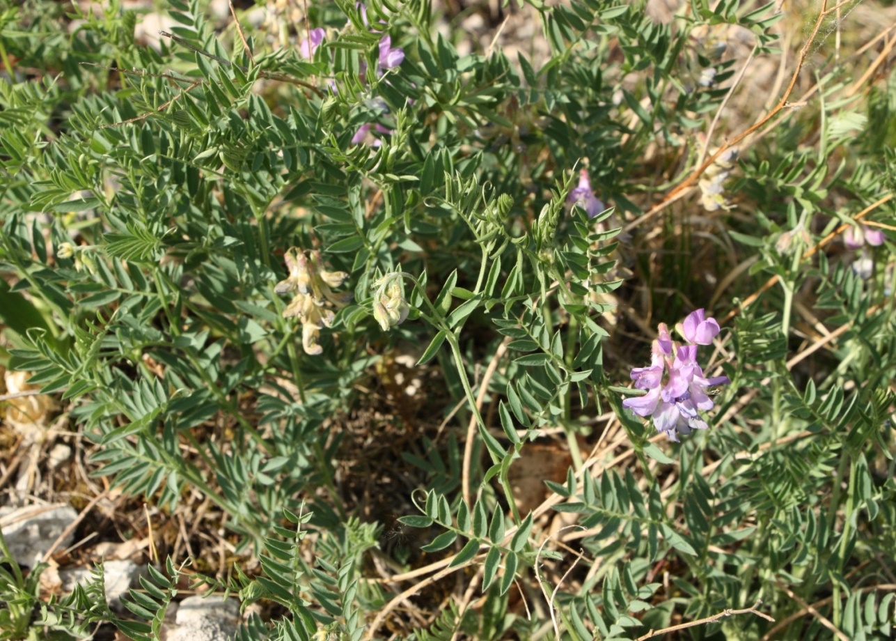 Изображение особи Vicia uralensis.