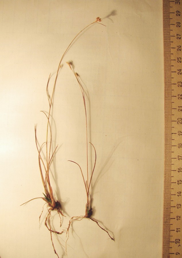 Image of Rhynchospora alba specimen.