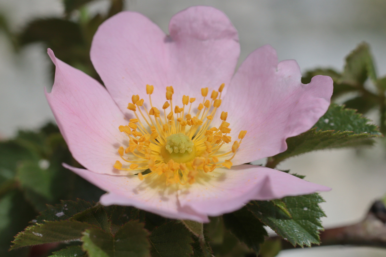 Image of Rosa balsamica specimen.