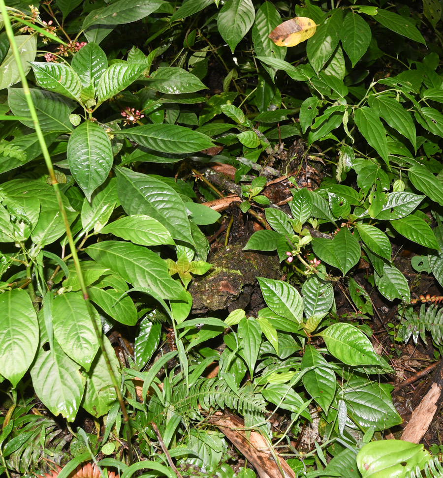 Image of Hoffmannia obovata specimen.