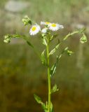 Erigeron annuus. Верхушка цветущего растения. Краснодарский край, Крымский р-н, окр. станицы Неберджаевская, ур. Темрючки, у небольшого постоянного озерка на дне заброшенного карьера, на обломках мергеля. 14.06.2021.