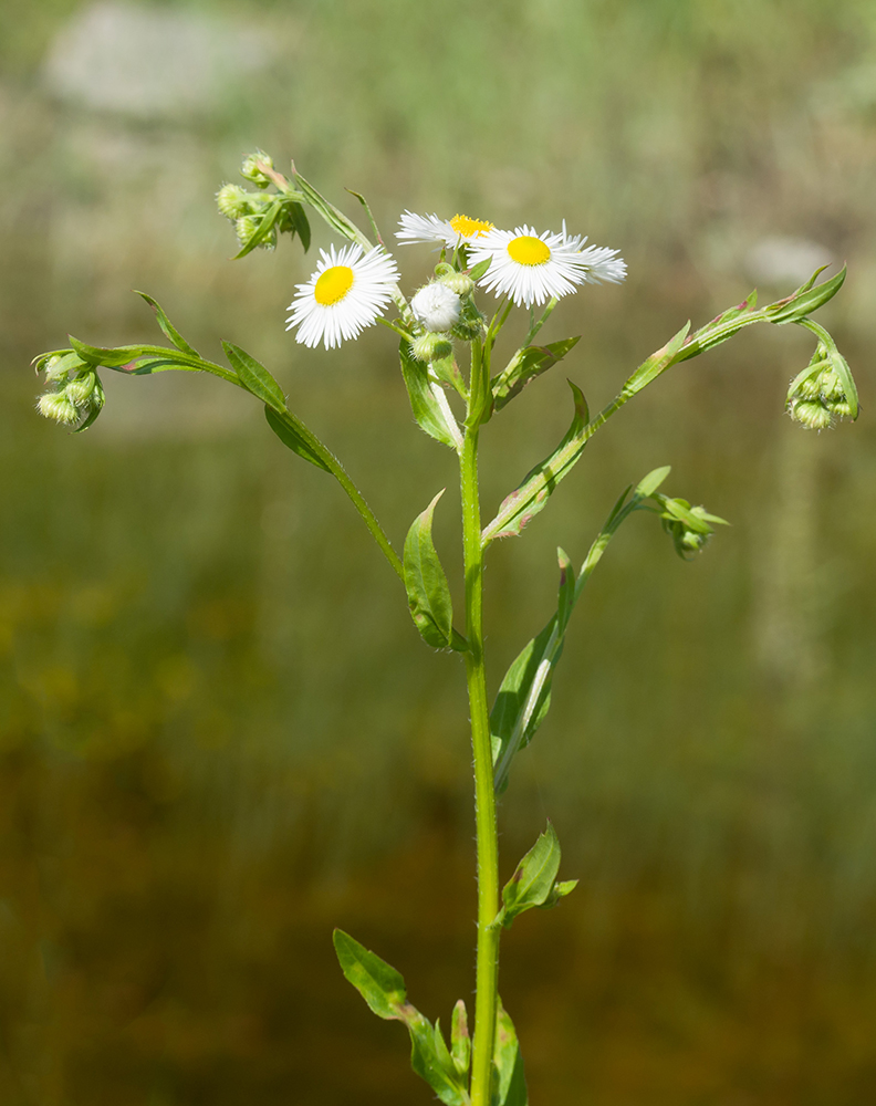 Изображение особи Erigeron annuus.