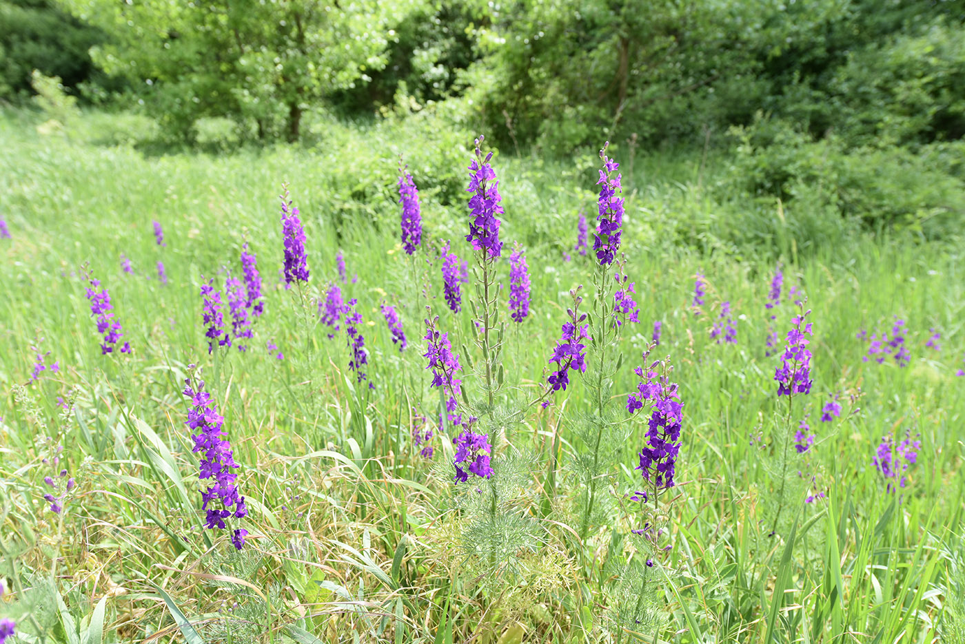 Image of Delphinium hispanicum specimen.