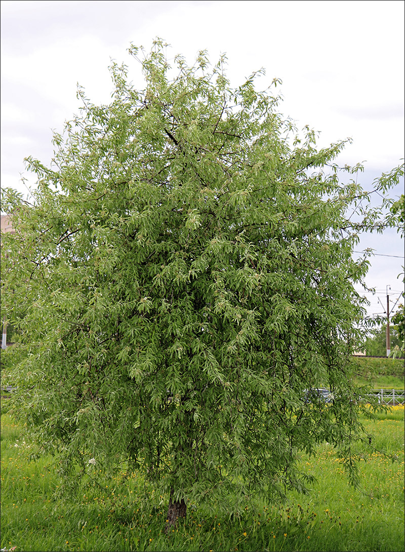 Image of Pyrus salicifolia specimen.