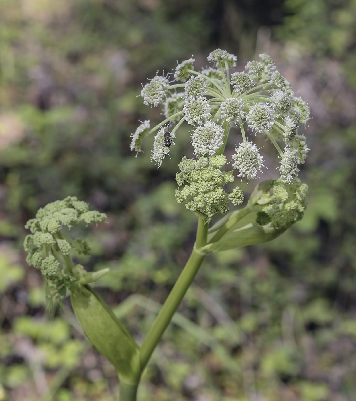 Изображение особи Angelica sylvestris.