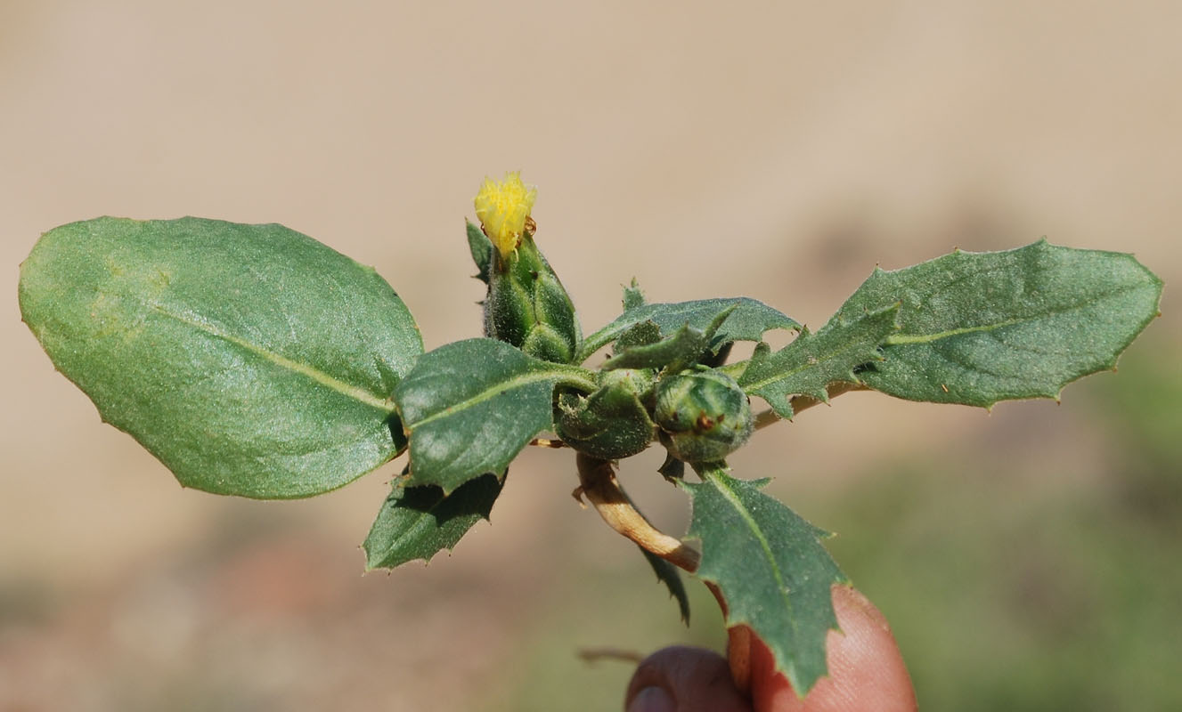 Изображение особи Amberboa turanica.