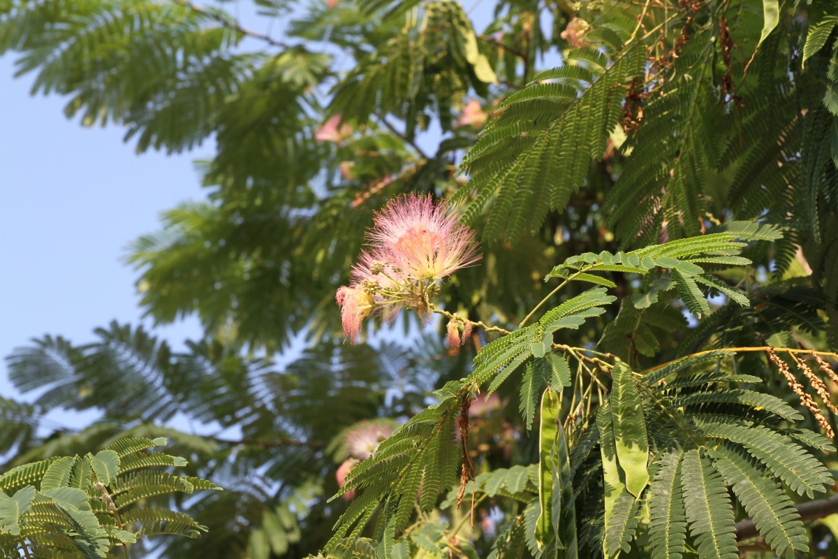 Image of Albizia julibrissin specimen.