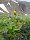 Taraxacum acricorne