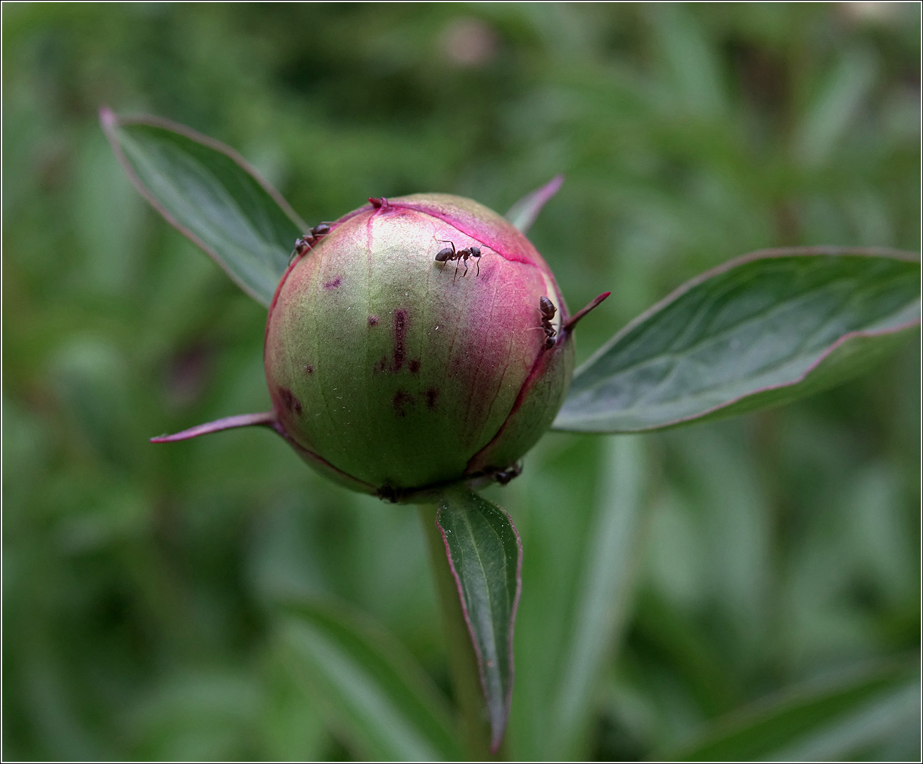 Изображение особи Paeonia lactiflora.