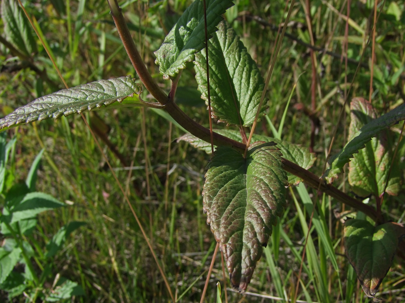 Image of Nepeta sibirica specimen.