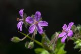 Erodium moschatum