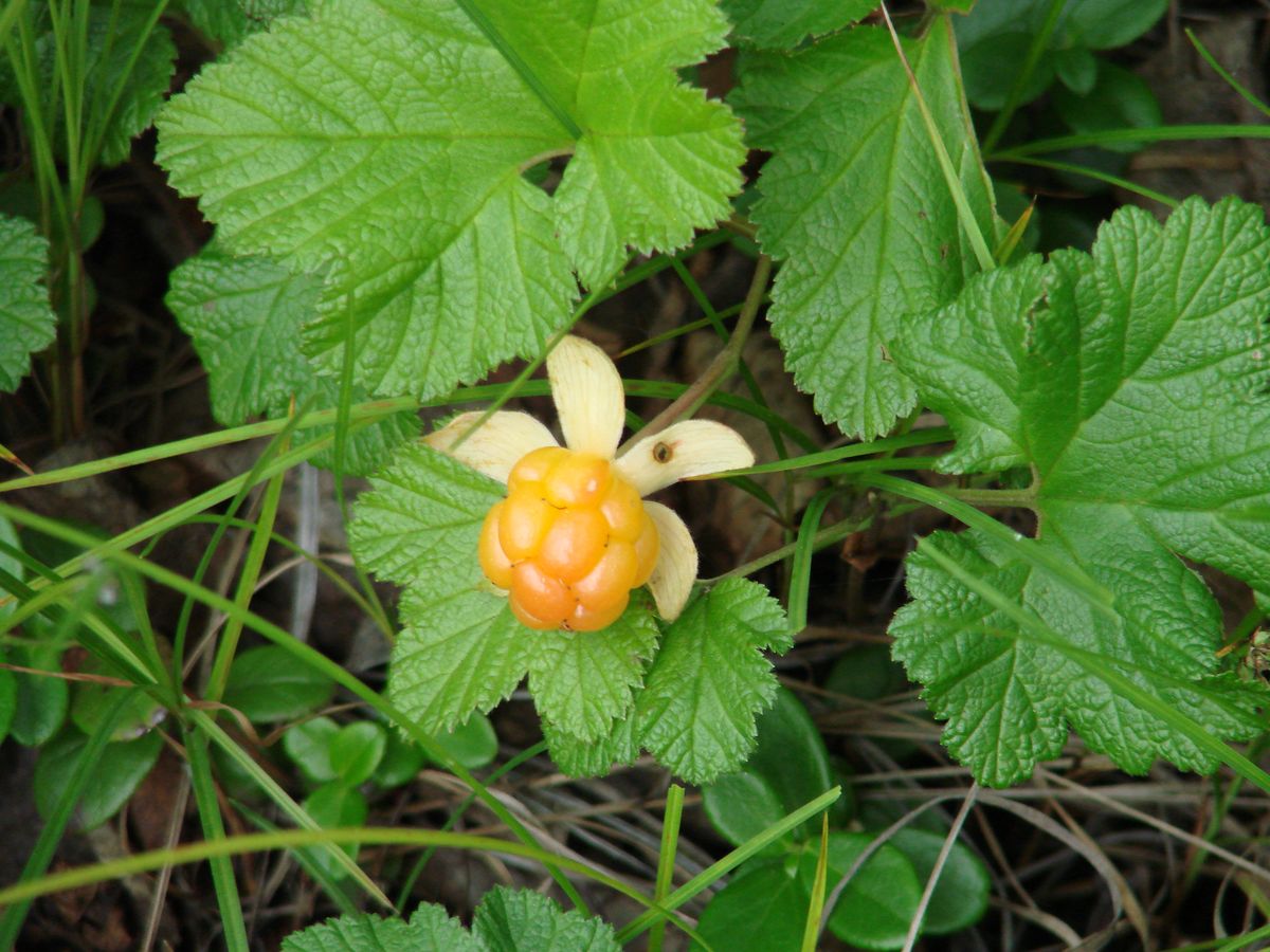 Изображение особи Rubus chamaemorus.