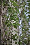 Populus alba. Верхушки ветвей. Астраханская обл., Наримановский р-н, окр. пос. Сенной, берег р. Волга. 25.04.2021.